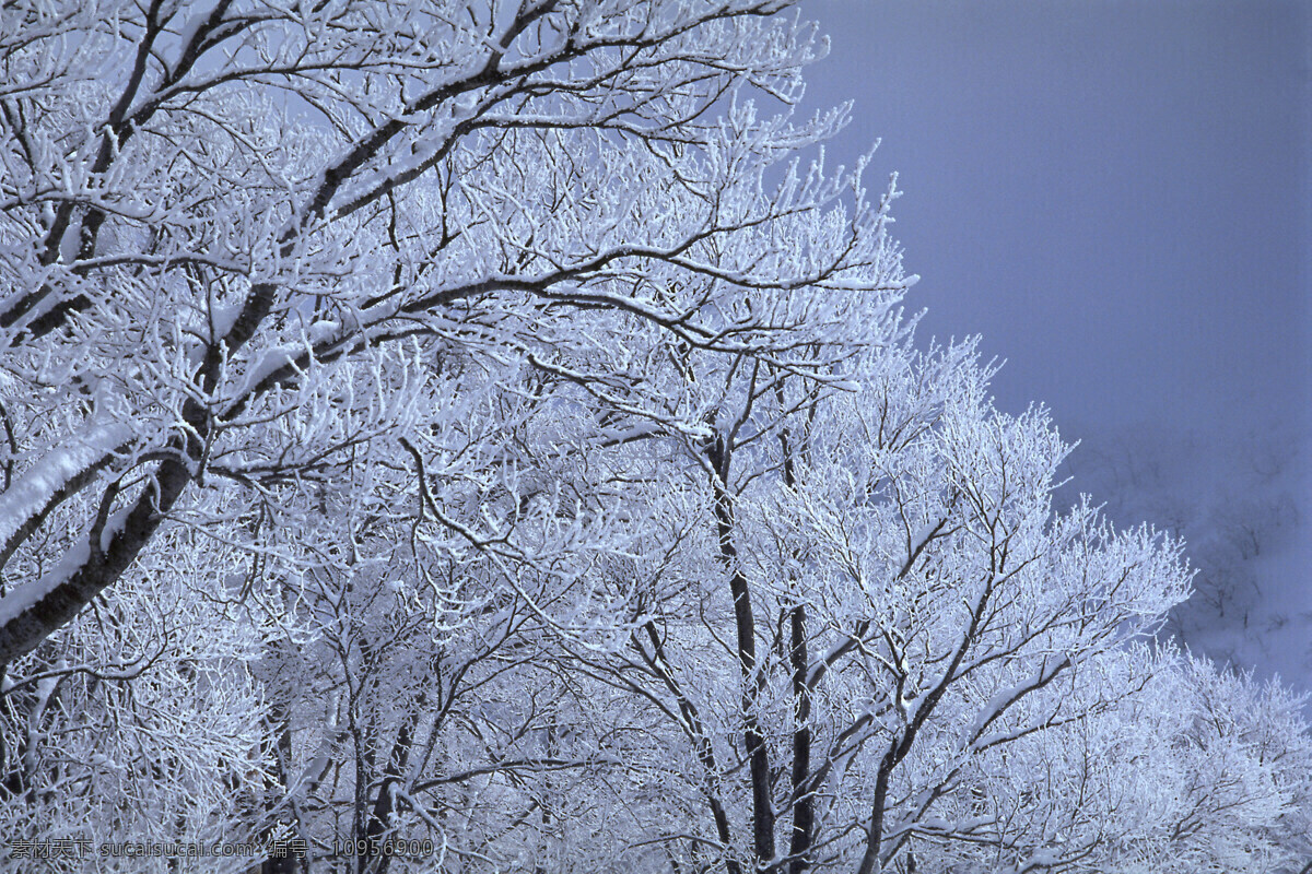 冬天 雪景 高清图片素材 树枝 高清 风景 生活 旅游餐饮