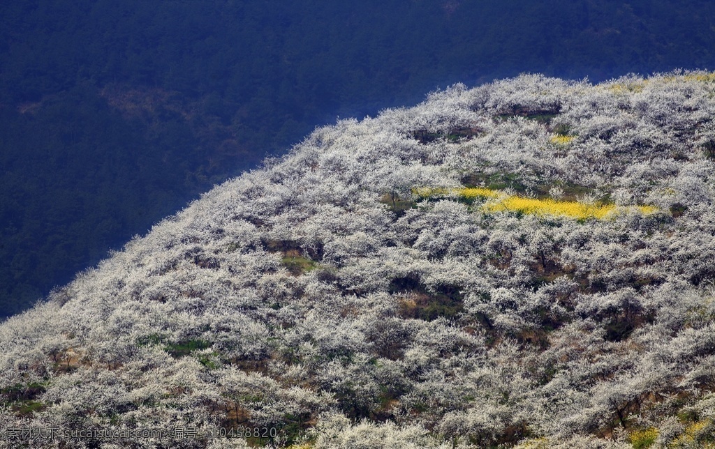 李花盛开 油菜花 花满人间 农家风景 田园风景 漫山遍野 达州历史照片 自然景观 田园风光