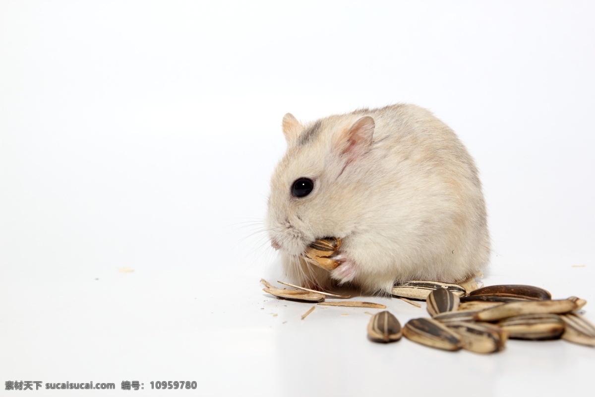 仓鼠 仓鼠嗑瓜子 宠物 鼠鼠 嗑瓜子 可爱仓鼠 白鼠 老鼠 可爱 小动物 野生动物 生物世界