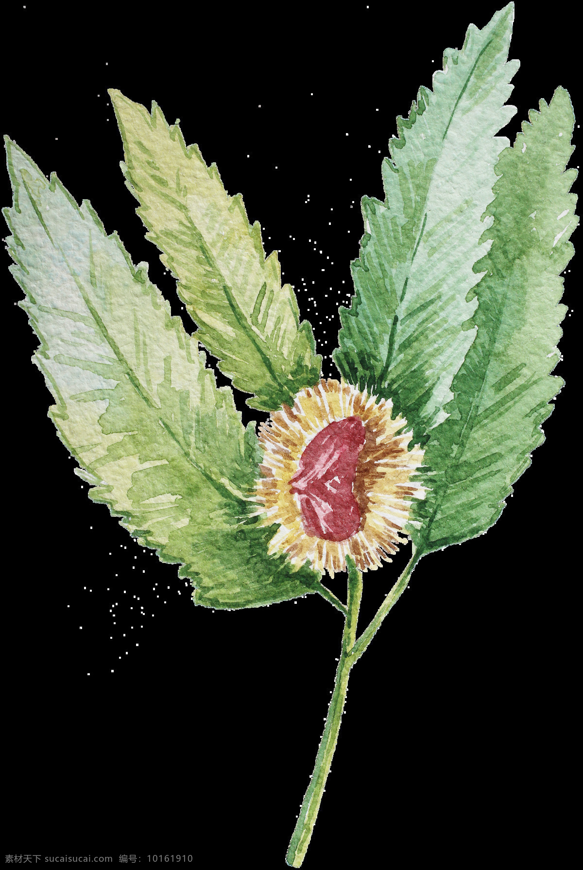 手绘植物 水彩植物 水彩花卉 彩色植物 卡通植物 清新植物 可爱植物 水彩风 清新 插图