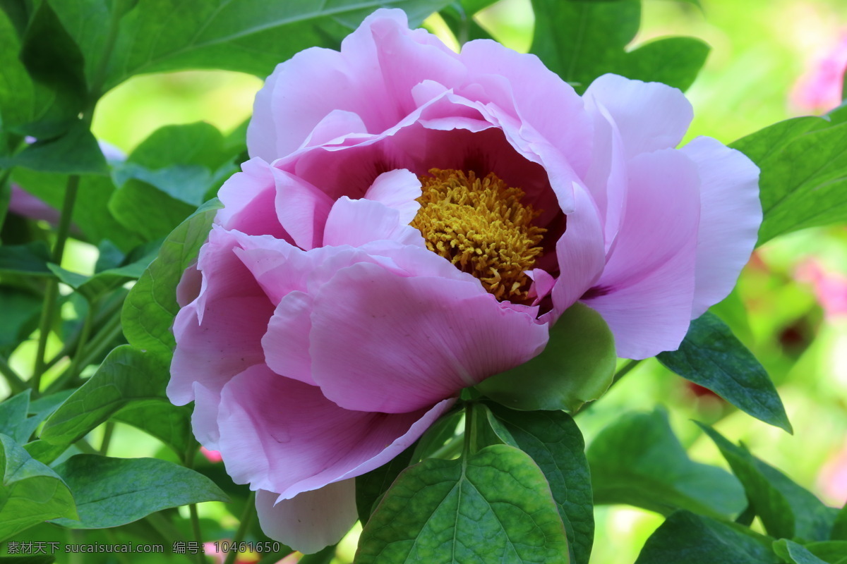 牡丹花 牡丹 观赏花卉 鼠姑 木芍药 百雨金 洛阳花 花朵 花瓣 花蕊 花卉 花儿 花草 植物 园林绿化 绿化景观 芍药牡丹 生物世界