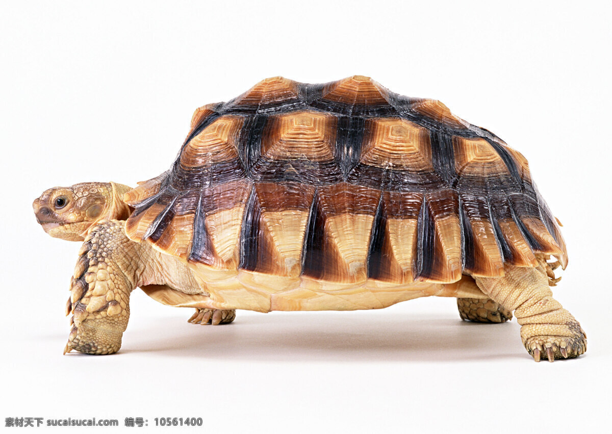 龟 乌龟 动物 龟照片 金钱龟 鳄龟 生物世界 野生动物