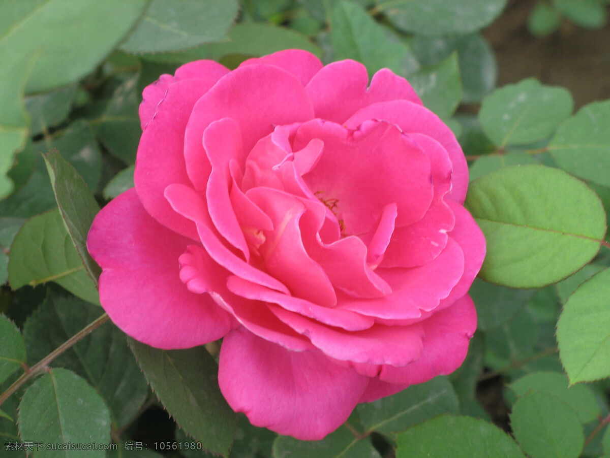 爱情 红玫瑰 花苞 花草 花朵 花蕾 玫瑰花 情人节 鲜花 含苞未放 植物 生物世界 节日素材 情人节七夕