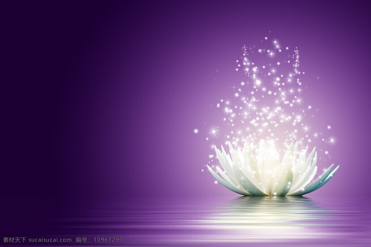 紫色 背景 下 花瓣 光芒 紫色背景 水面 平静的水在 荷花瓣 星光 光茫 其他类别 生活百科