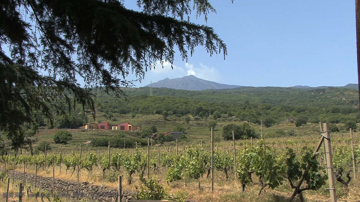 西西里岛 埃特纳火山 葡萄园 股票 录像 火山 视频免费下载 意大利 场 遥远的 其他视频