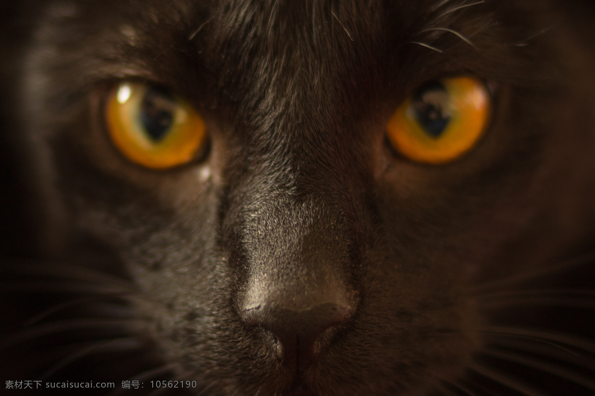 猫的眼神 猫脸 犀利猫 锐利眼 黑猫 动物 生物世界 家禽家畜