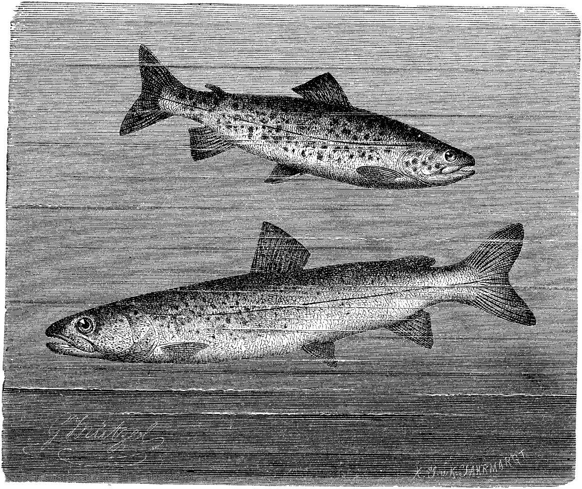水生动物 fish 鱼 动物素描 设计素材 动物专辑 素描速写 书画美术 灰色