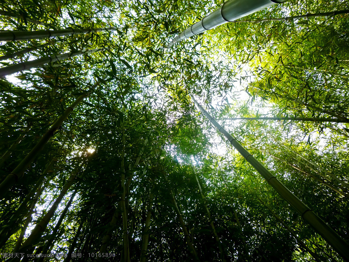 翠竹 绿色 毛竹 生物世界 树木树叶 竹 竹林 竹子 林子 密林 楠竹 竹子素材 竹林图片 矢量图 日常生活