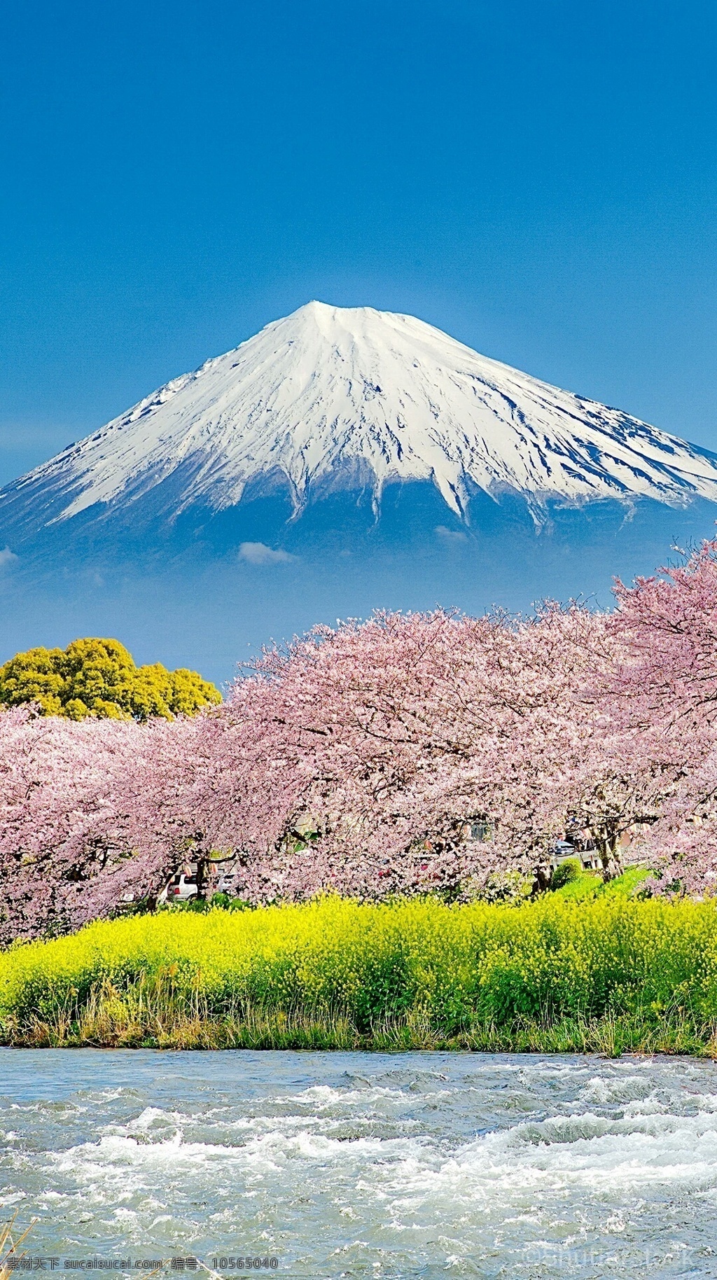 富士 山下 樱花 开 富士山 河水 日本 草地 自然景观 自然风景