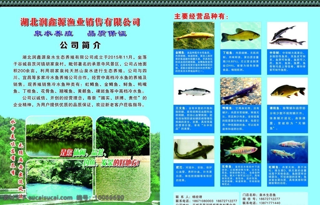 生态鱼 金鳟鱼 丁桂鱼 中华鲟 三文鱼