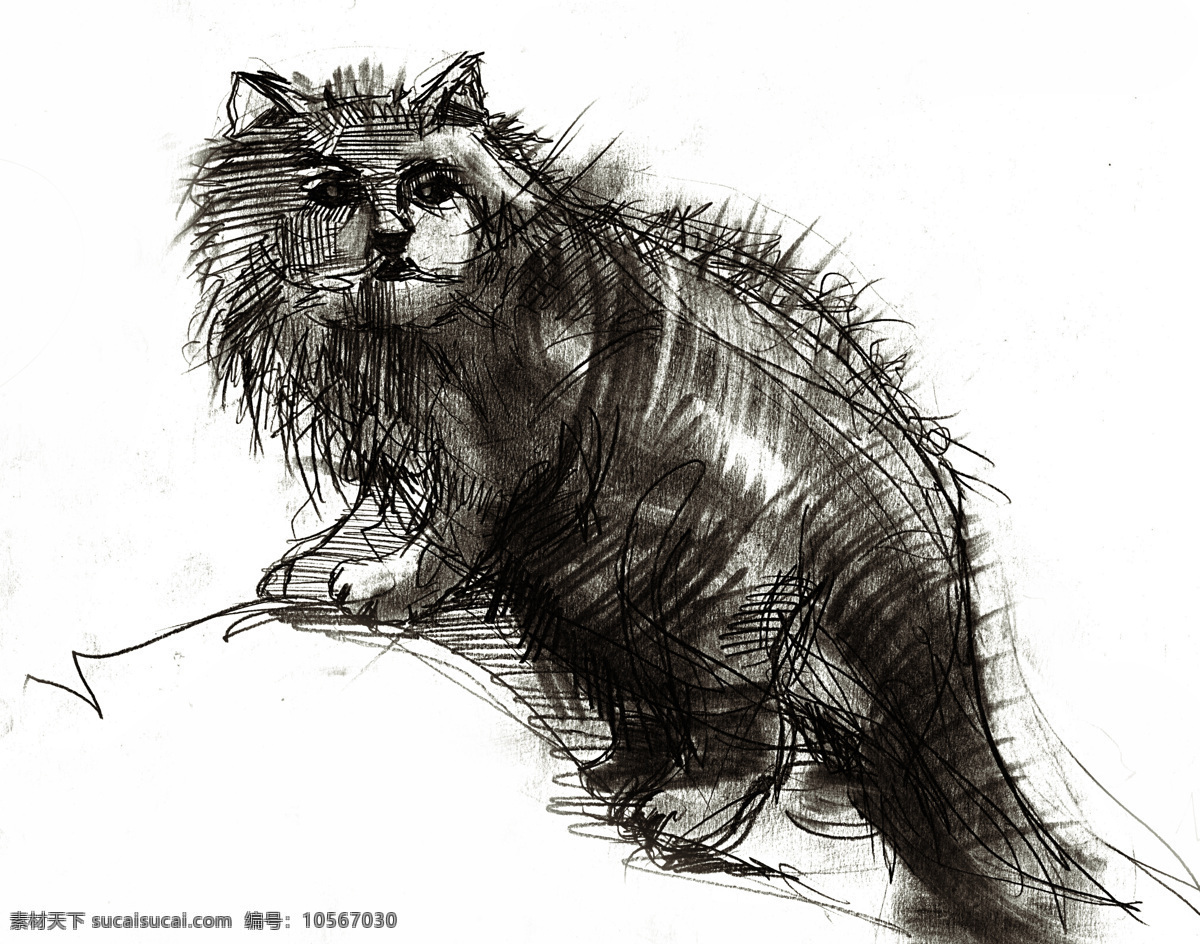 素描 小猫 动物 动物世界 摄影图 猫咪 绘画 猫咪图片 生物世界