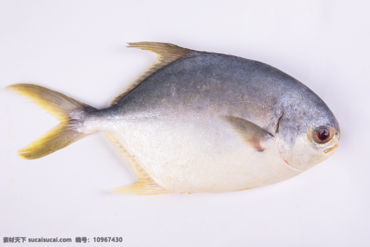 金鲳鱼 天然 养生 绿色 无公害 营养 鲳鱼 海鲜