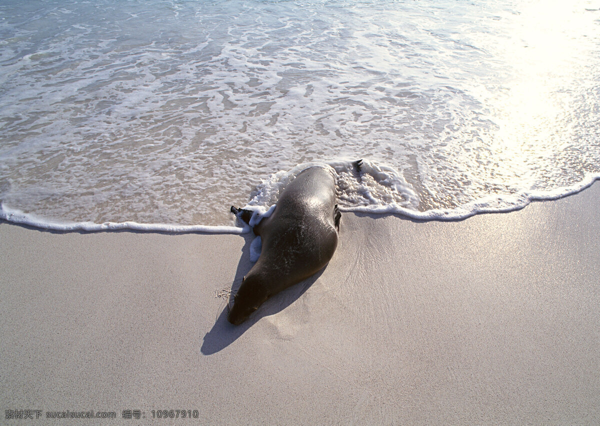 沙滩上的海豹 动物世界 大海 沙滩 海滩 海豹 水中生物 生物世界 灰色