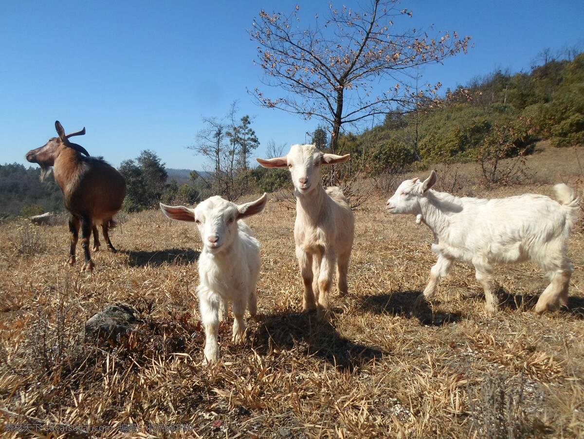 可爱的小羊羔 牧羊 山羊 羊 放羊 羊群 草地 蓝天 放牧 黑山羊 生物世界 家禽家畜