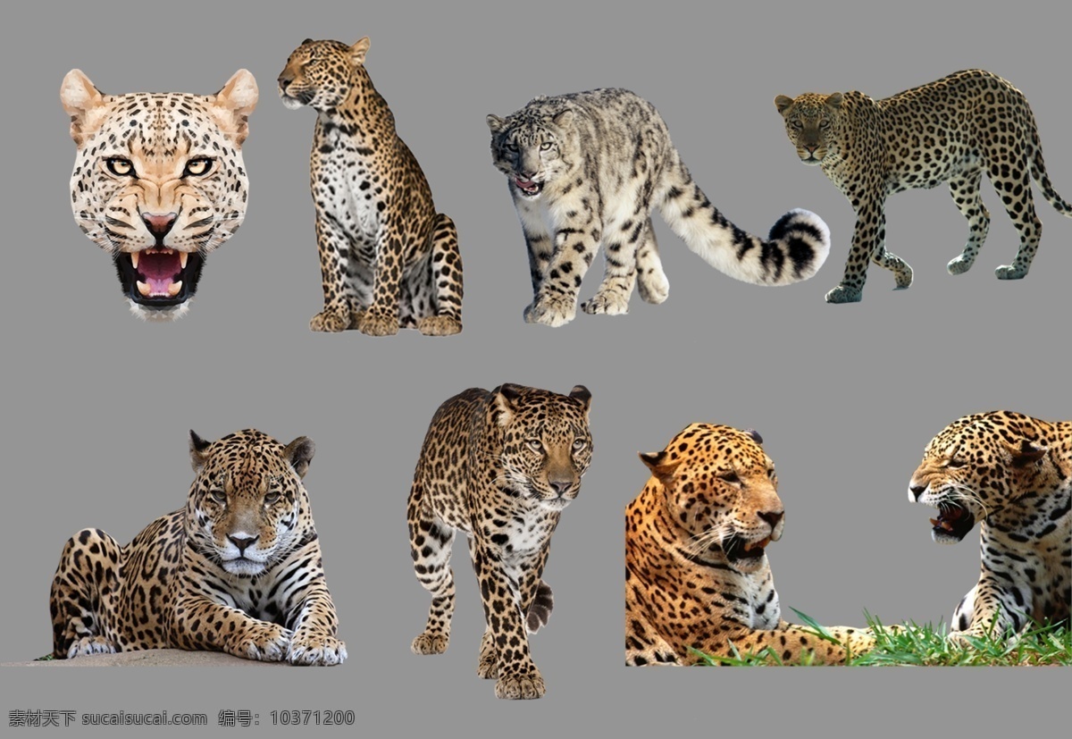豹子图片 豹子 豹子头 母老虎 老虎 花豹 雪豹 豹 动物世界 透明底 免抠图 分层图 分层