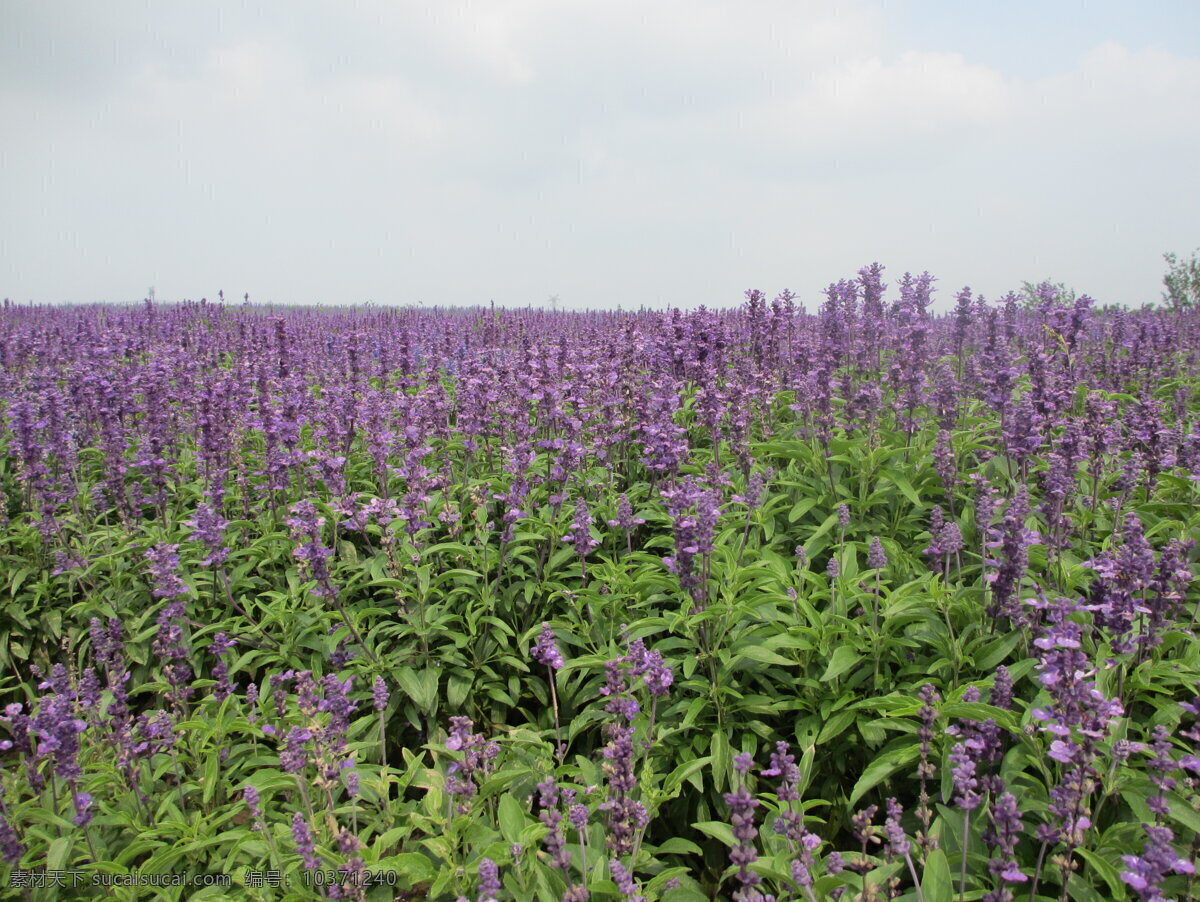 周浦花海 旅游景点 鲜花 怒放的花海 植物 园艺景观 旅游摄影 国内旅游