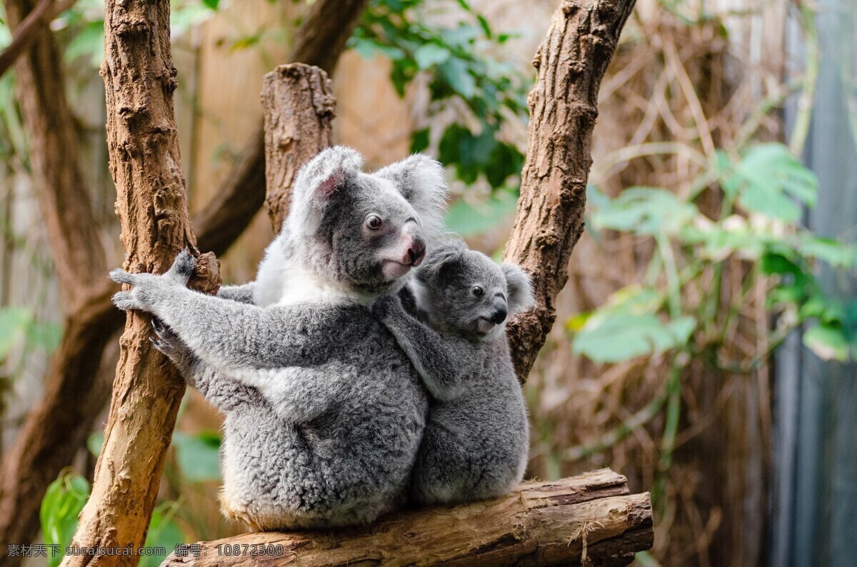 考拉 动物 可爱 树叉 树熊 树袋熊 澳洲考拉 小树熊 稀有动物 生物世界 野生动物