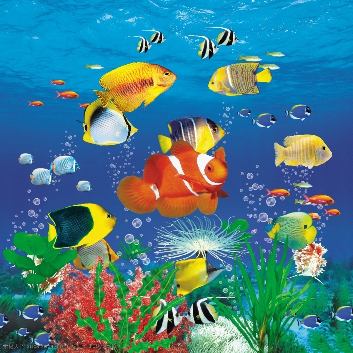 海底图片 观赏鱼 水族馆 鱼 小丑鱼 海草 珊瑚 分层 源文件
