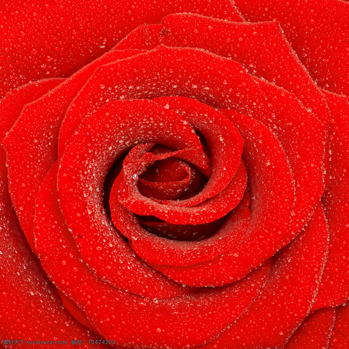 红玫瑰 玫瑰 玫瑰花 玫瑰花背景 rose 高清图片 水珠 花草树木 生物世界