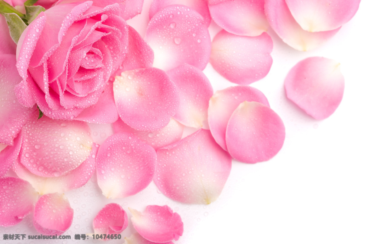 唯美 粉色 玫瑰花 花瓣 鲜花 花卉 花朵 植物