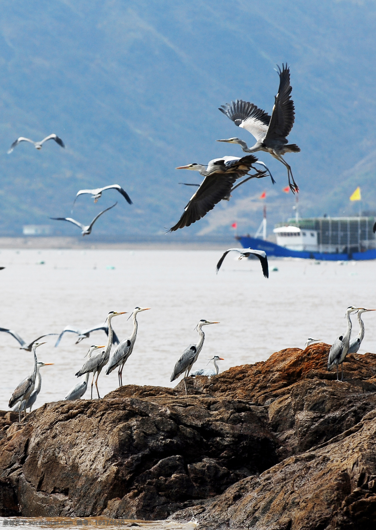 鸟 海滩栖息海鸟 白鹭高清摄影 鸟类 生物世界 黑色
