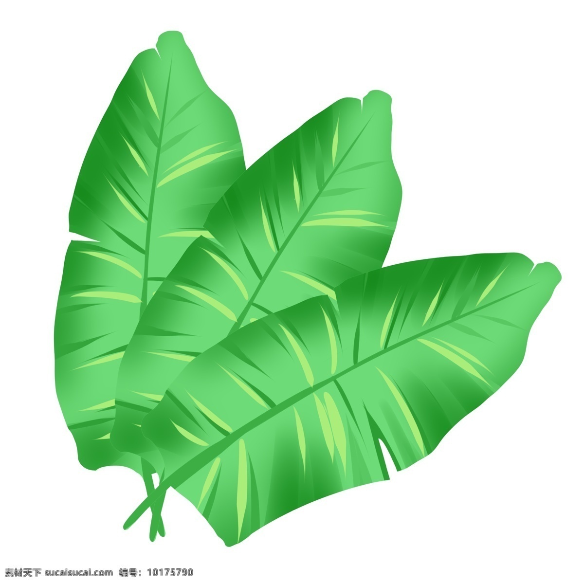 卡通 热带 植物 叶子 插图 热带植物