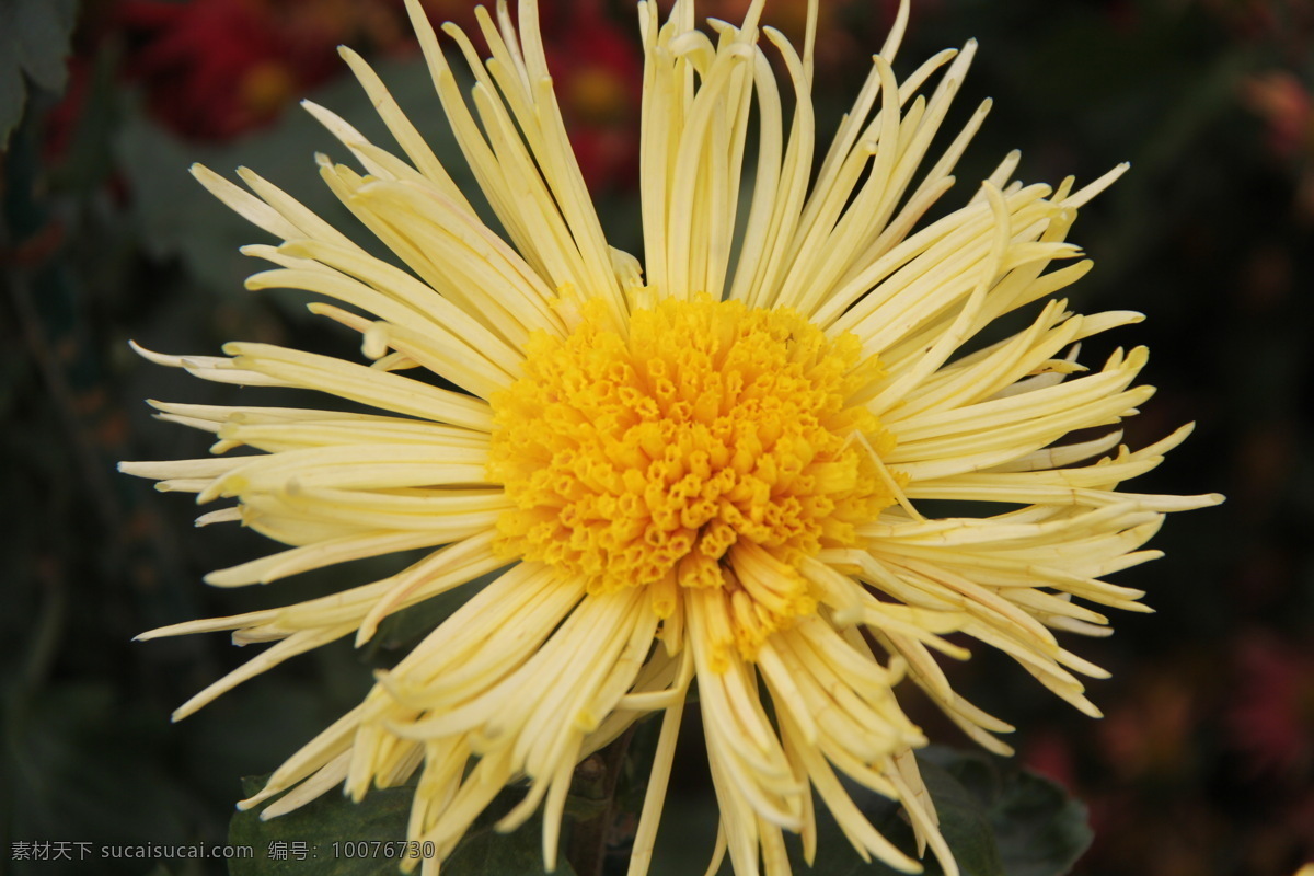 菊花 花草 开封 生物世界 二 十 九 届 展览会 菊展 秋菊 开 封二 花会 装饰素材 展示设计