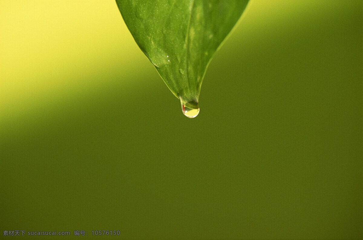 晨露欲滴 露水 树叶露水 露水特写 高清图片 风景照片 田园风光 自然景观