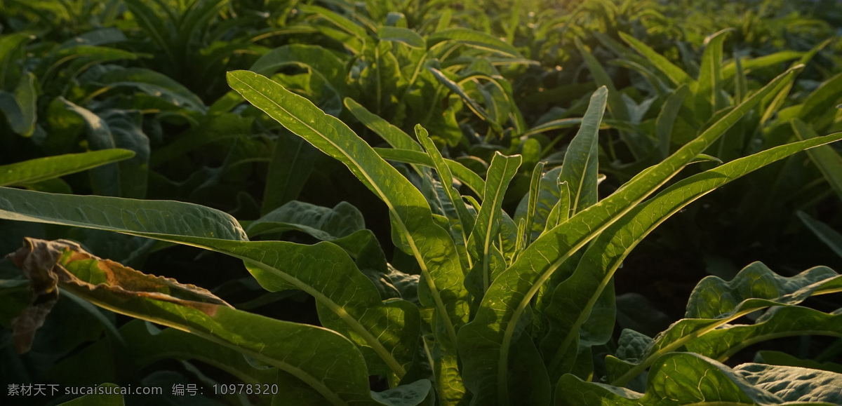 夕阳 下 莴笋 叶子 莴笋叶子 背光拍摄 微距 生长痕迹 生命力 生物世界 花草