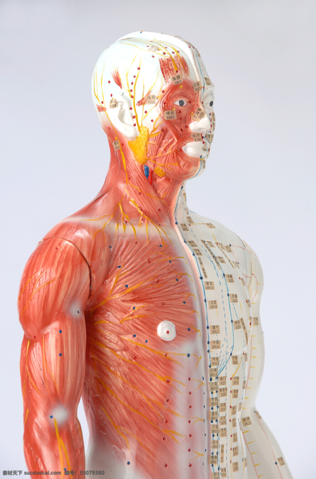 人体 穴位 图 男性 穴位图 人体肌肉 肌肉组织 人体肌肉器官 肌肉结构 人体解剖 医疗护理 现代科技