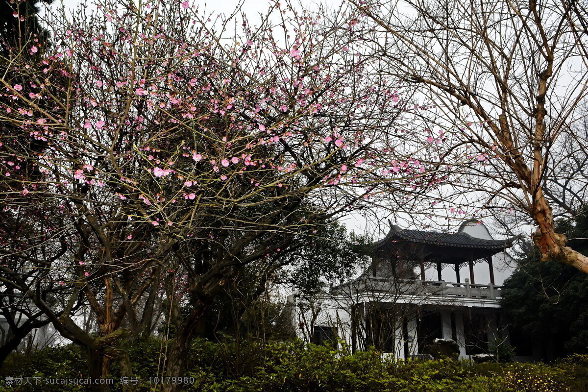 南京 玄武湖 公园 风景