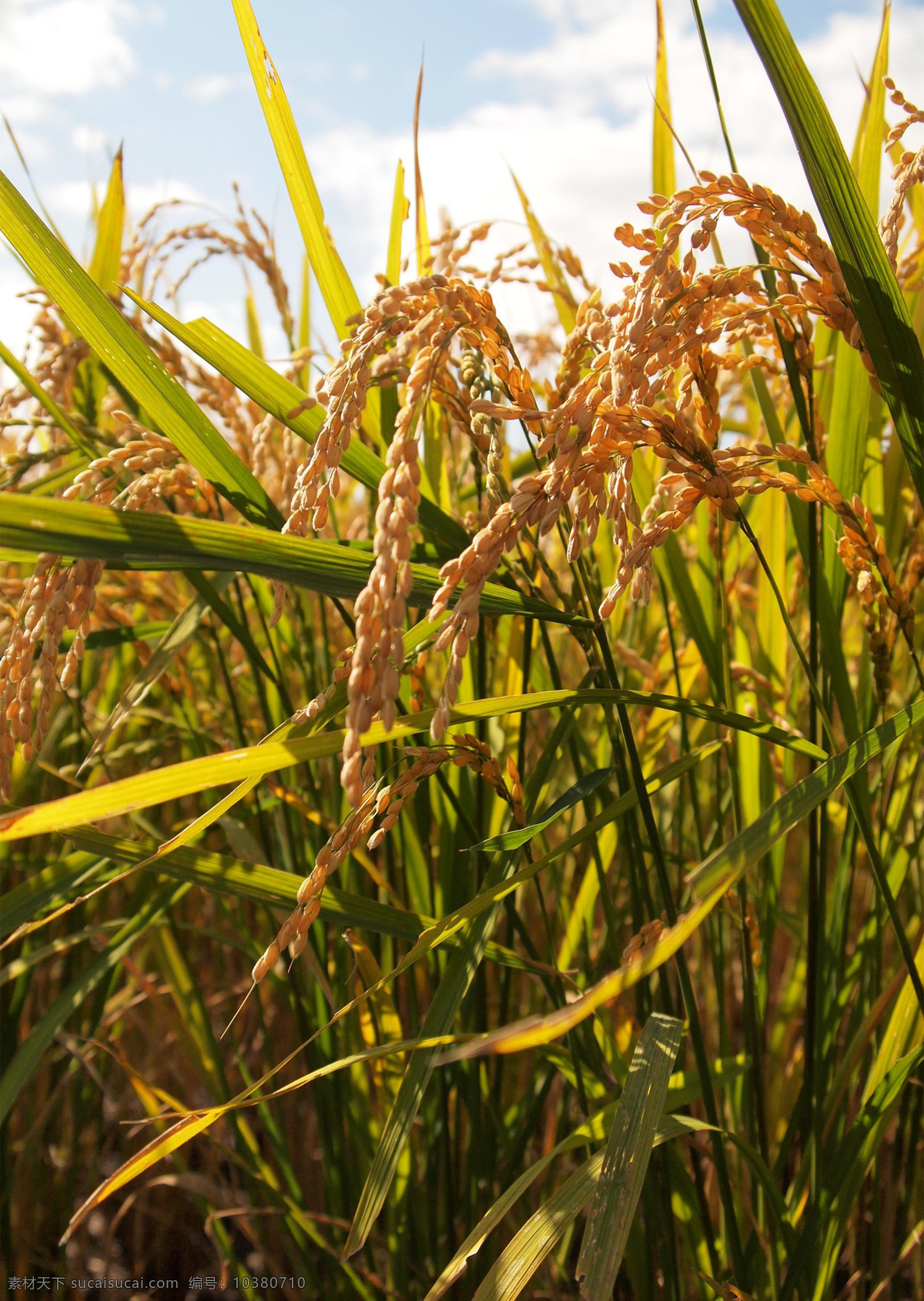 稻谷 稻米 水稻 麦子 谷子 麦田 农田 小麦 大麦 稻田 田野 粮食 农作物 丰收 收获 草 植物 稻穗 穗