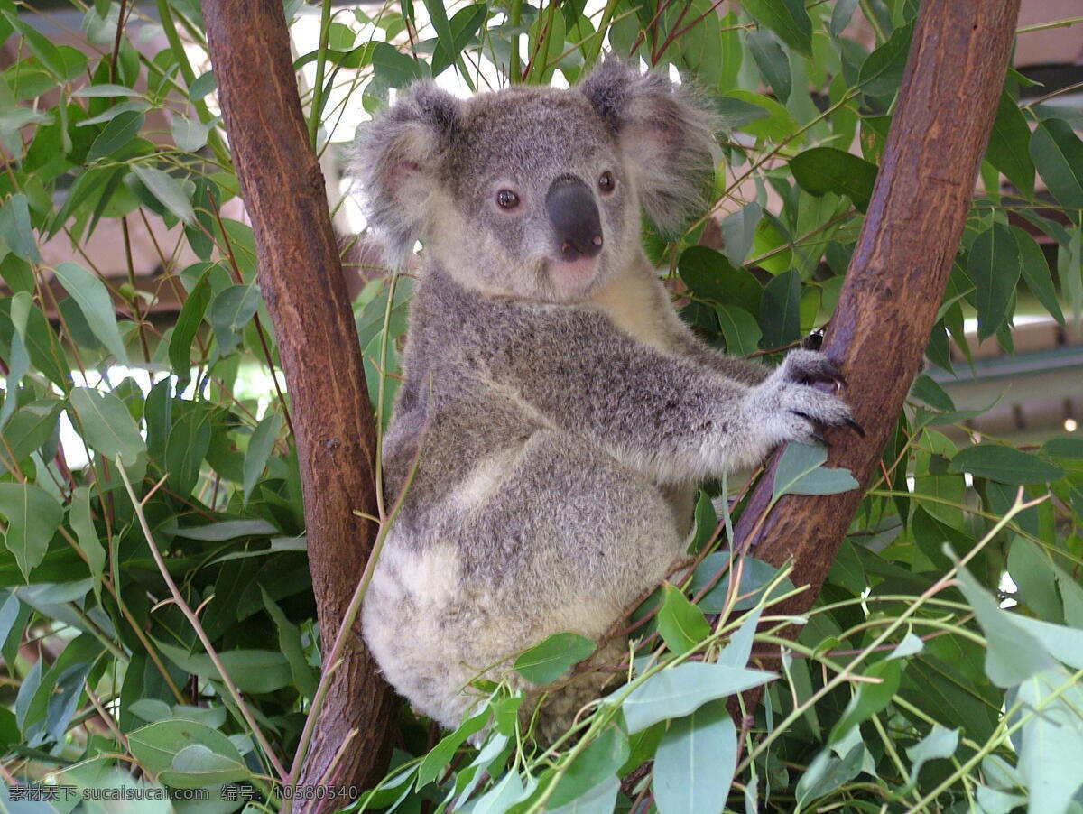 考拉 澳大利亚 野生动物 野生 树袋熊 草食动物 哺乳动物 澳大利亚动物 昆士兰 宠物 生物世界