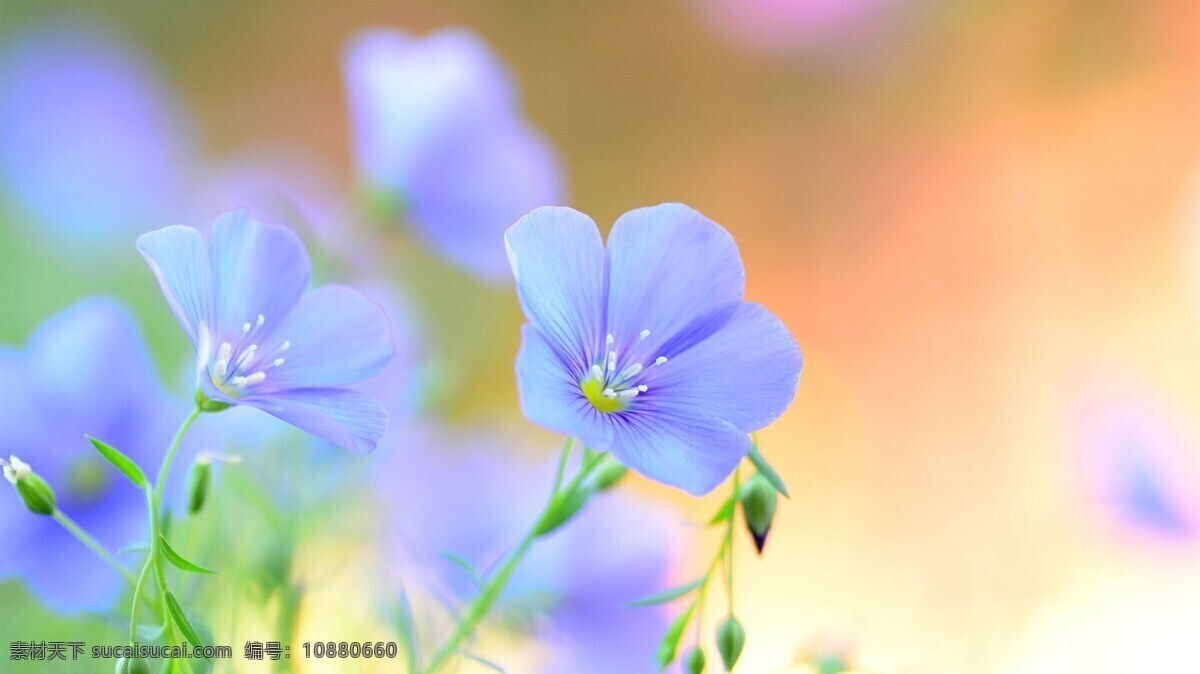 紫色 花朵 植物 背景 桌面 生物世界 花草