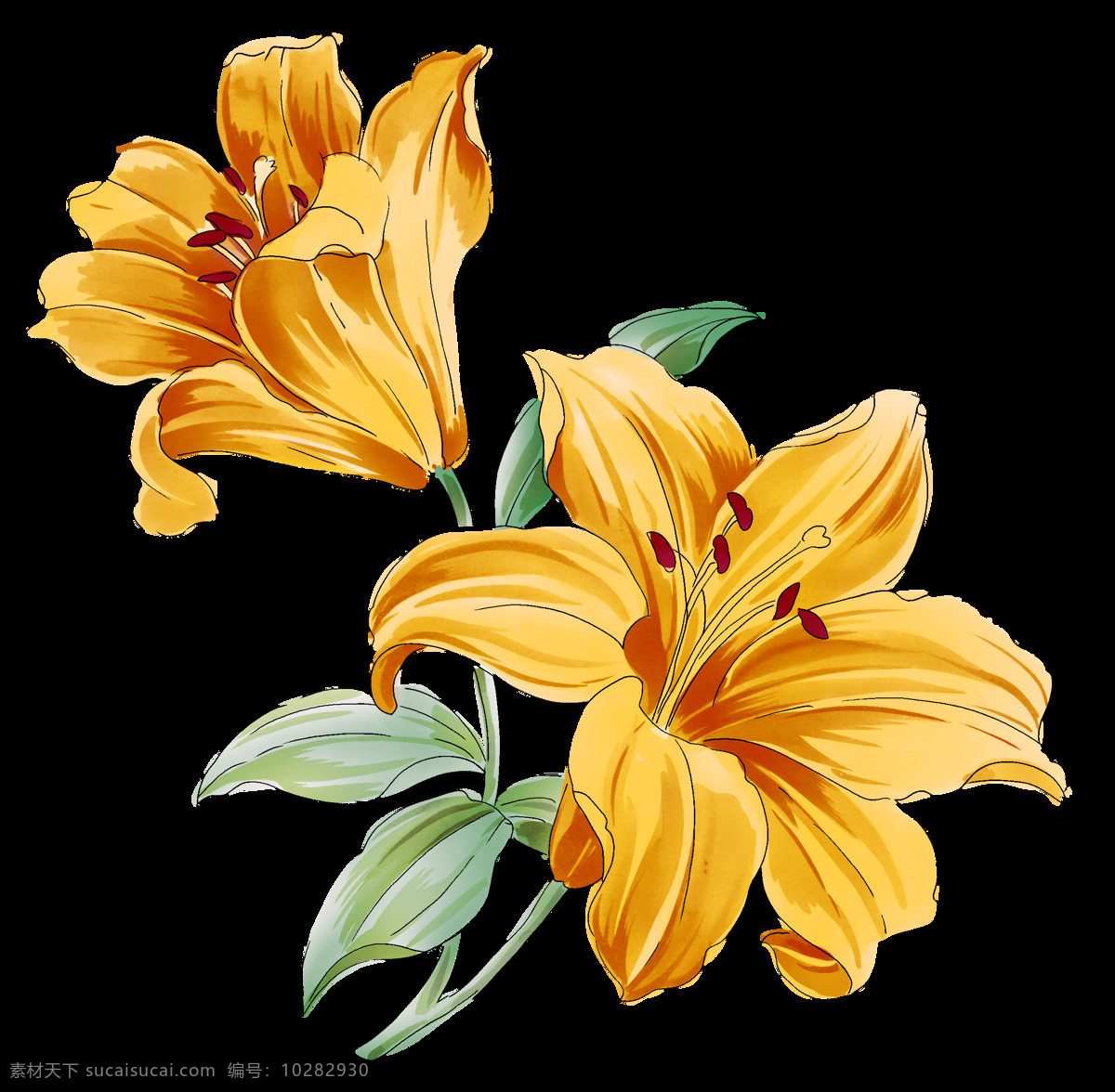 花朵 鲜花 盛开 花瓣 黄色百合花 花蕊 百合花特写 植物花草 艳丽 生物世界 花草 百合花素材 广告设计素材 花类