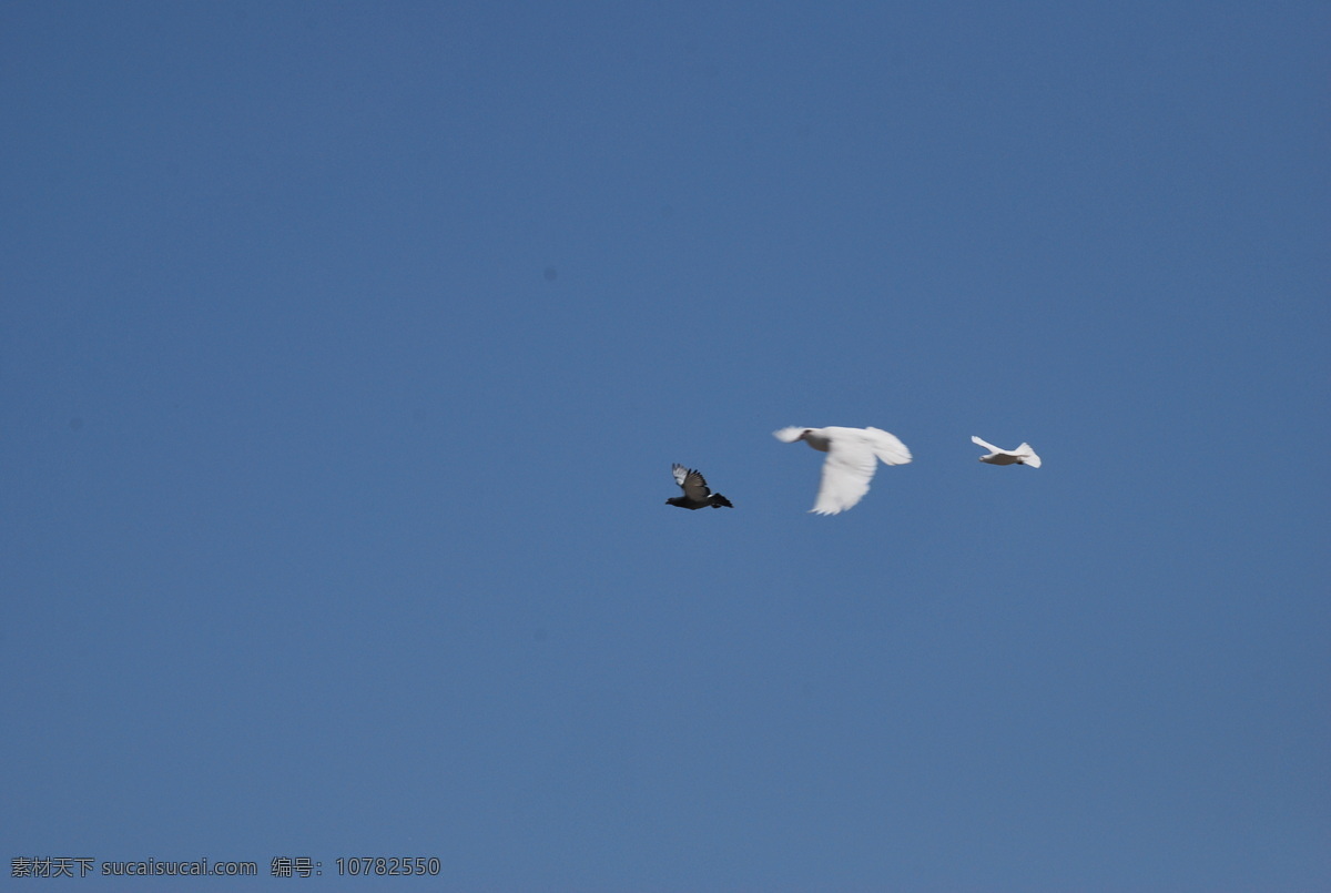 鸽子飞翔 鸽子 飞翔 鸟 放飞 翱翔 飞翔的鸽子 信鸽 白鸽 鸟类 生物世界