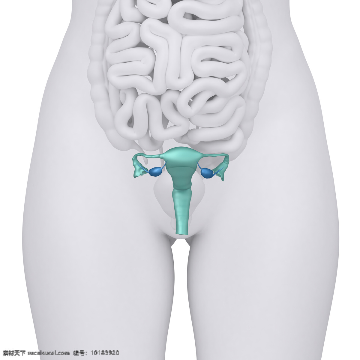 女性 卵巢 肠子 器官 女性器官 肠子器官 卵巢器官 子宫 人体器官 医疗科学 医学 人体器官图 人物图片