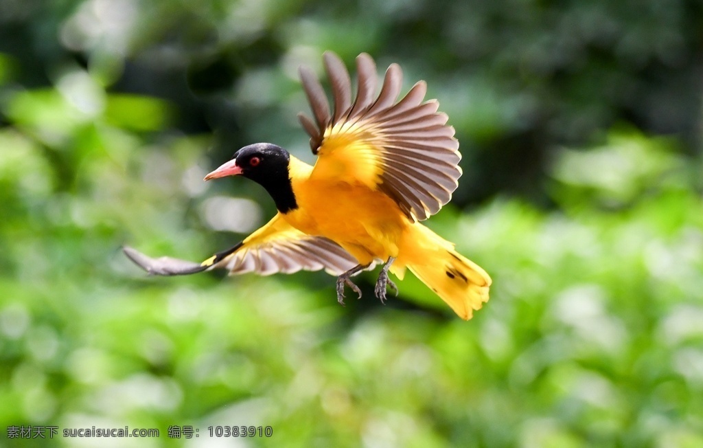 黑头 黄鹂 鸟 黑头黄鹂鸟 黄鹂鸟 黑枕黄鹂 夏候鸟 生物世界 鸟类