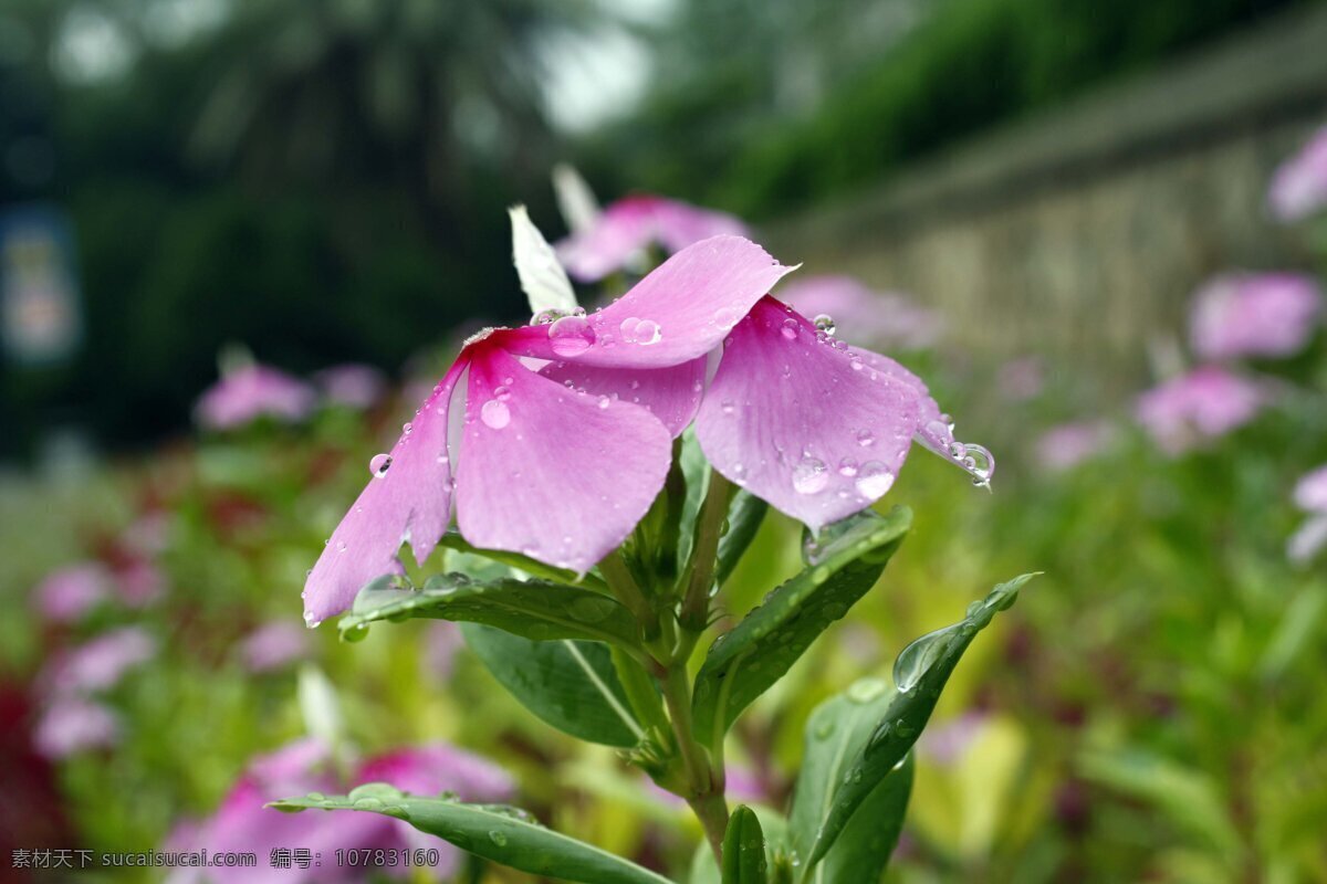 花朵特写 雨后花朵 粉色花朵 华大 花草 生物世界