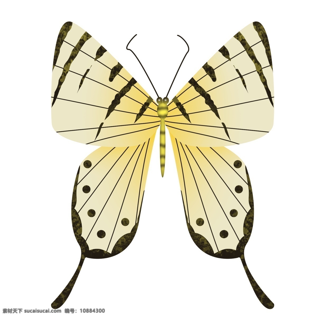 白色 蝴蝶 卡通 插画 白色的蝴蝶 卡通插画 蝴蝶插画 动物插画 昆虫插画 益虫插画 美丽的蝴蝶