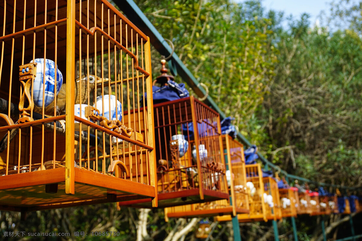 鸟笼 一排 公园 遛鸟 清晨 春天 绿色 笼子 唱歌 排队 画眉 鸟类 生物世界