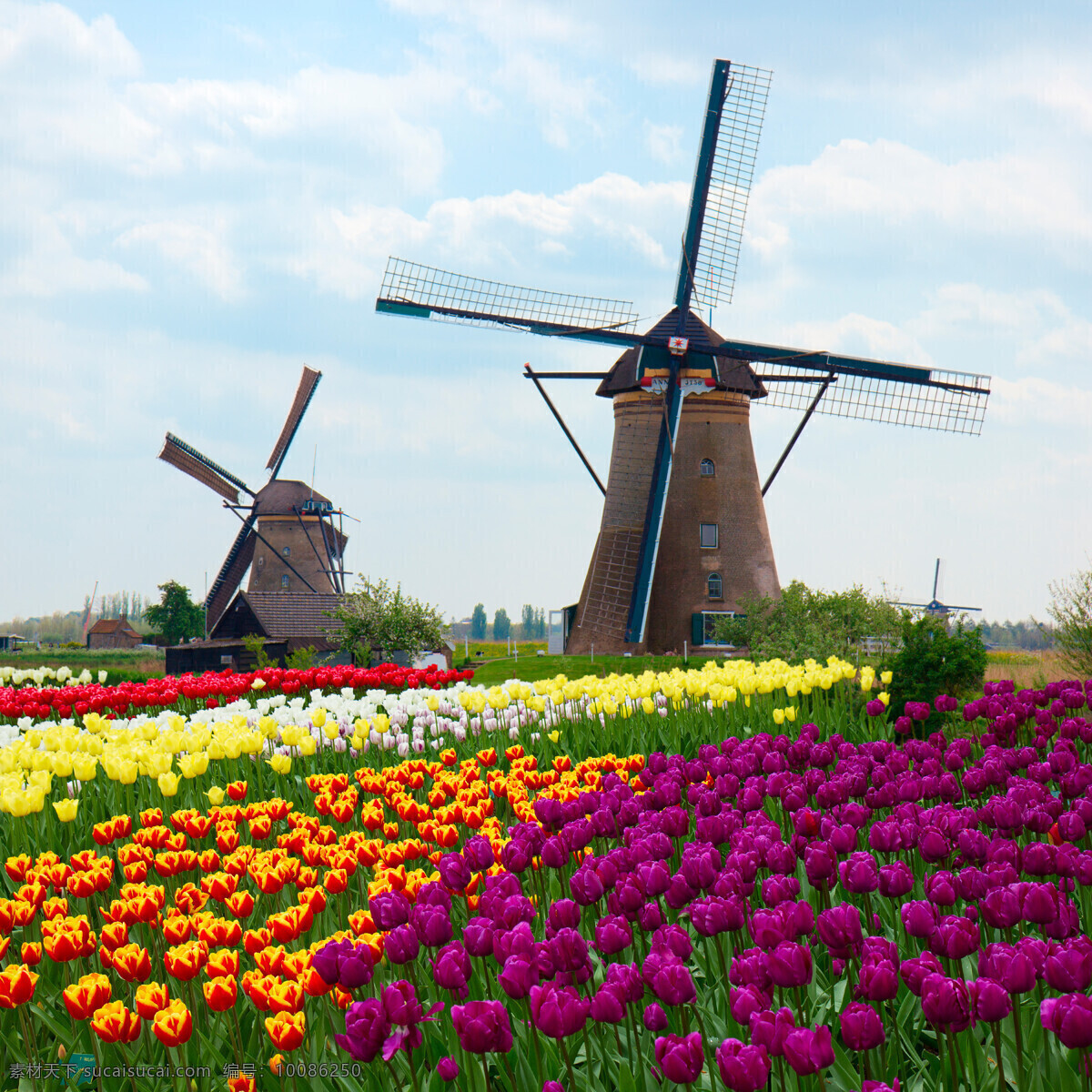 荷兰风车 郁金香 荷兰 乡村 蓝天 欧洲 旅游 美景 建筑园林 园林建筑