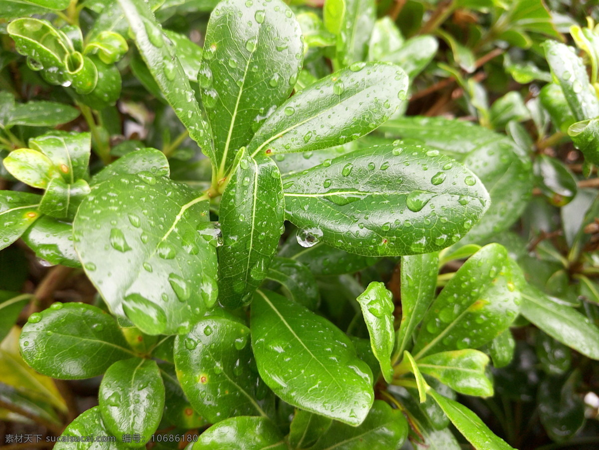 雨中的树叶 下雨天 雨滴 树叶 雨水 叶子 下雨 风景大观 生物世界 树木树叶