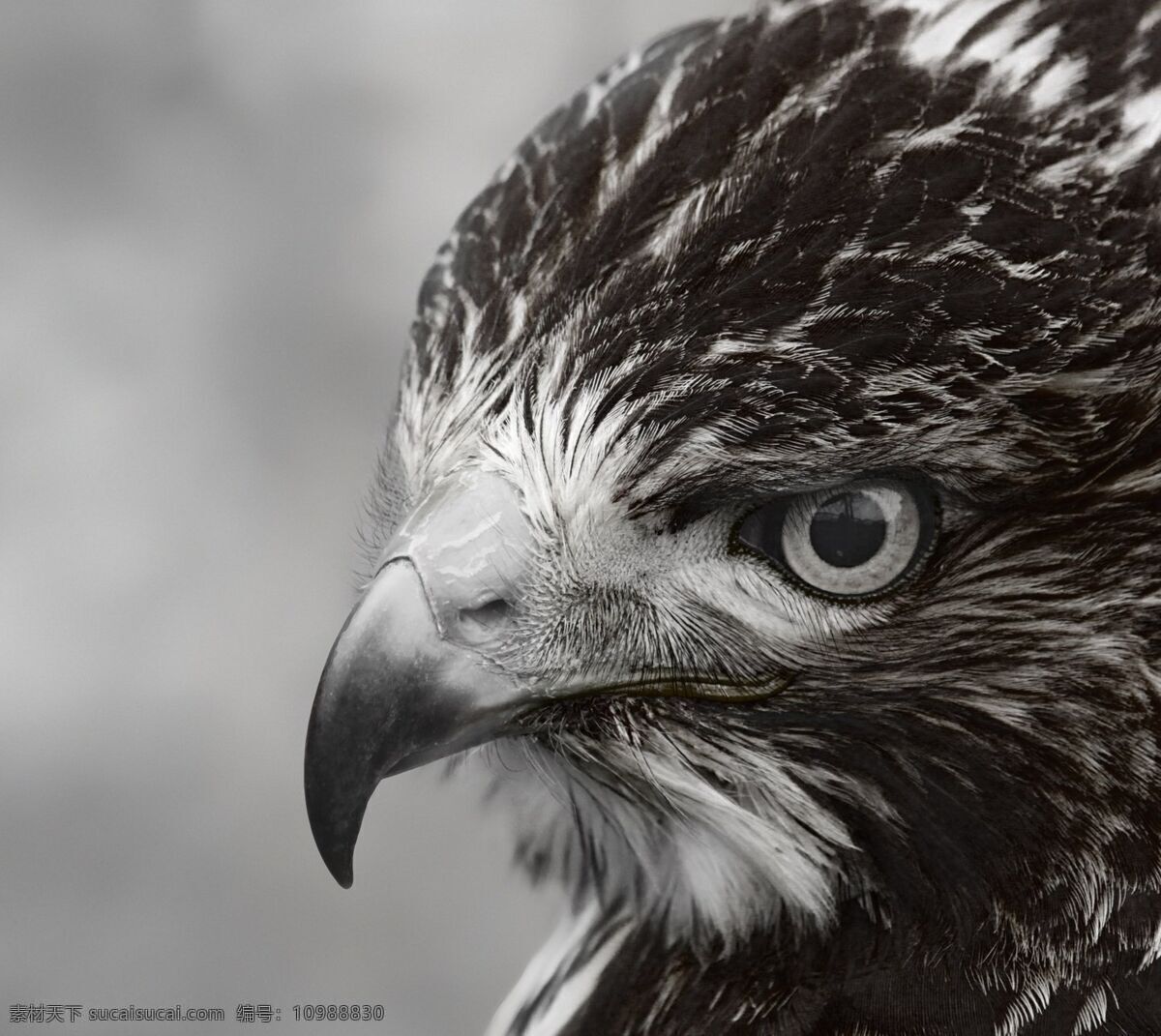 鹰 壁纸 动物 特写 喙 尖锐 羽毛 黑白 眼瞳 共享 图 天地 灵宠 生物世界 鸟类
