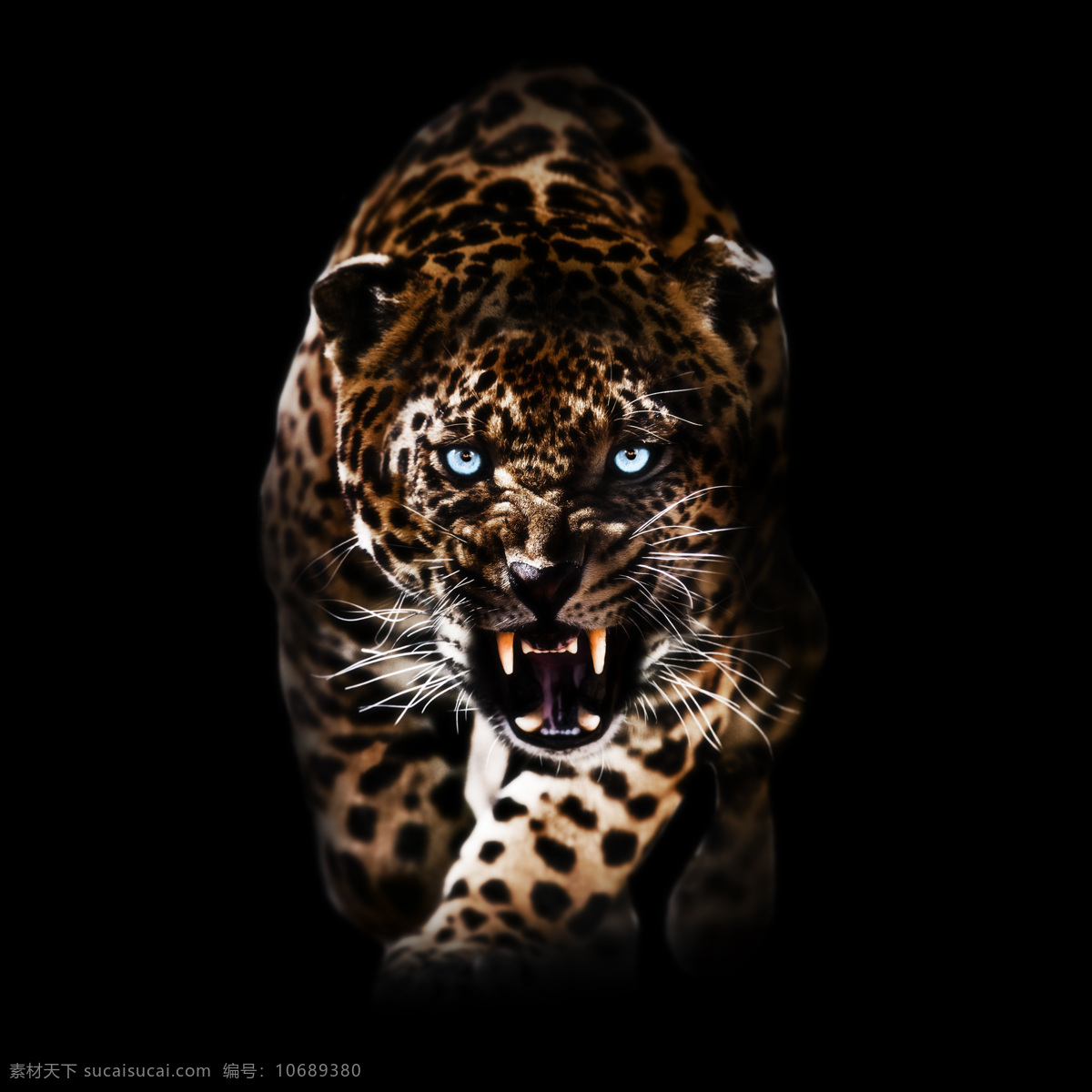 凶猛的豹子 凶猛 豹子 猎豹 野生动物 动物摄影 动物世界 陆地动物 生物世界 黑色