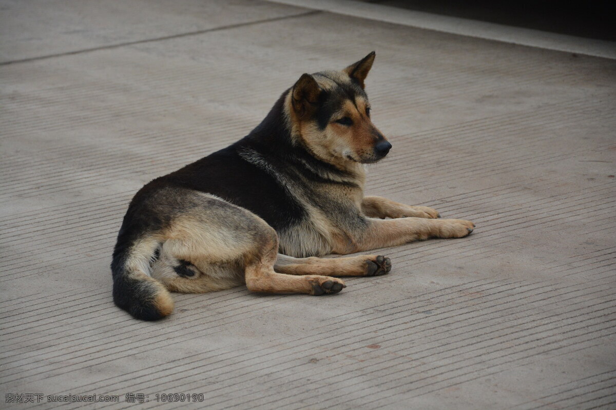 纯种 中华 田园 犬 高清 中华田园犬 田园犬 狼狗 土狗 大狗