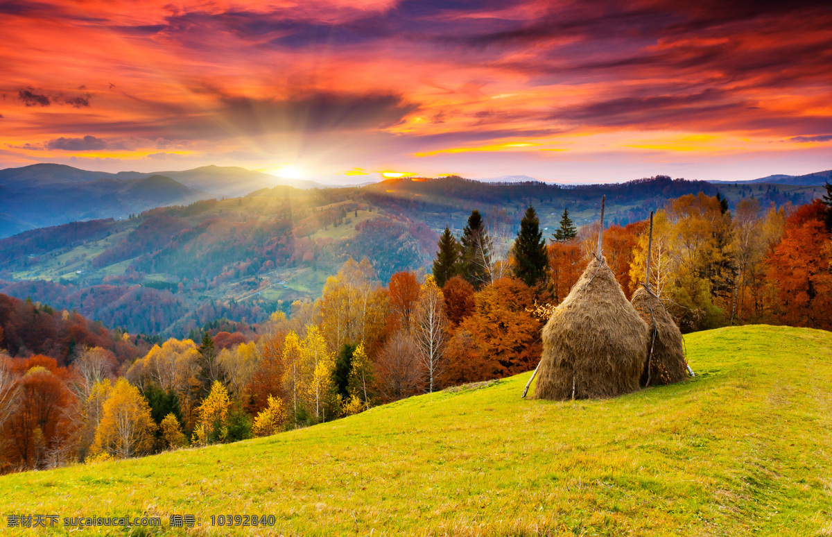 秋天 景观 高清 秋天景观 高清摄影图片 草坪 黄树叶 阳光 叶子 树木 风景 自然景观 自然风景