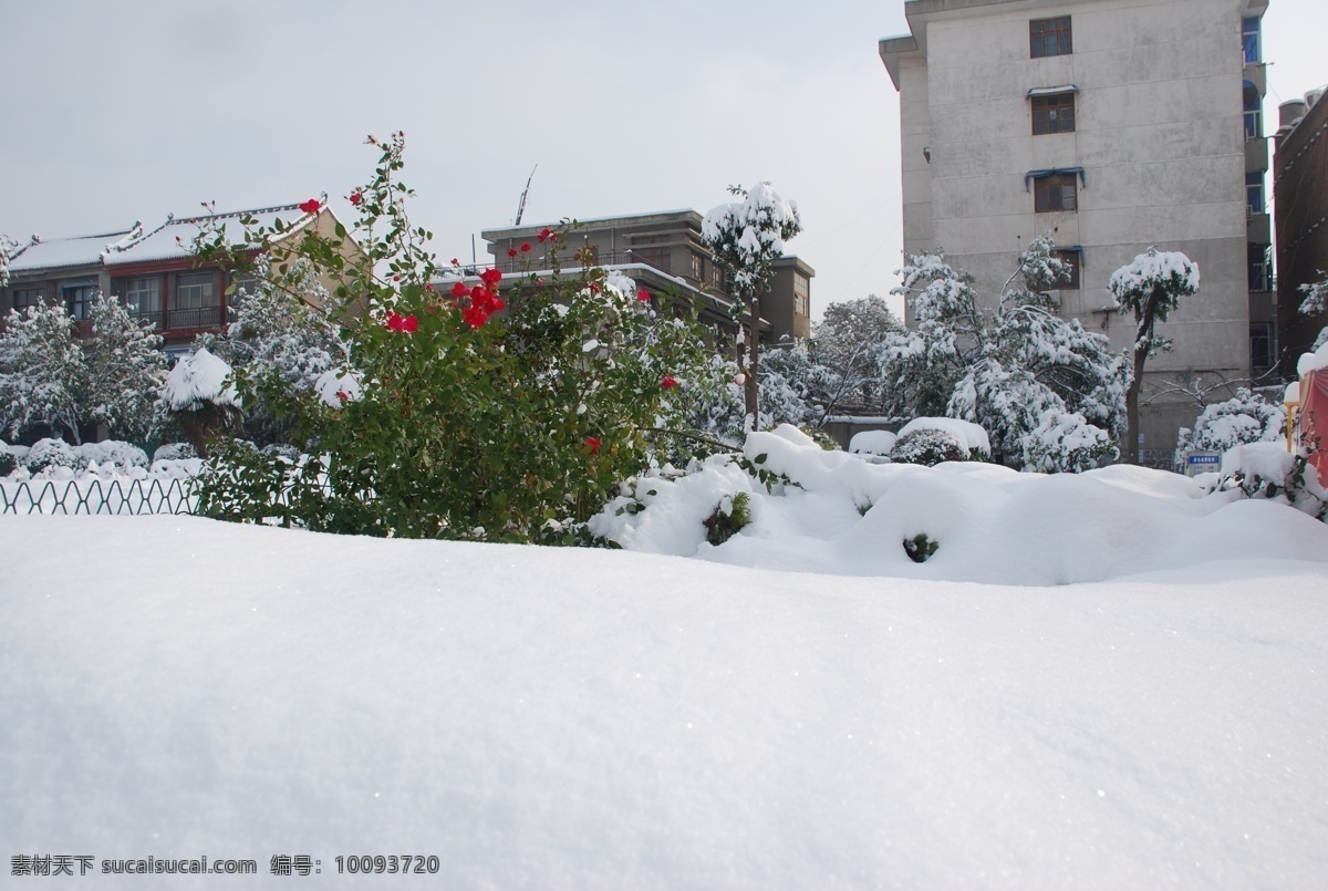 雪 中 玫瑰 不畏 寒冷 玫瑰花 孤独 挺立 大雪 之中 风景 生活 旅游餐饮