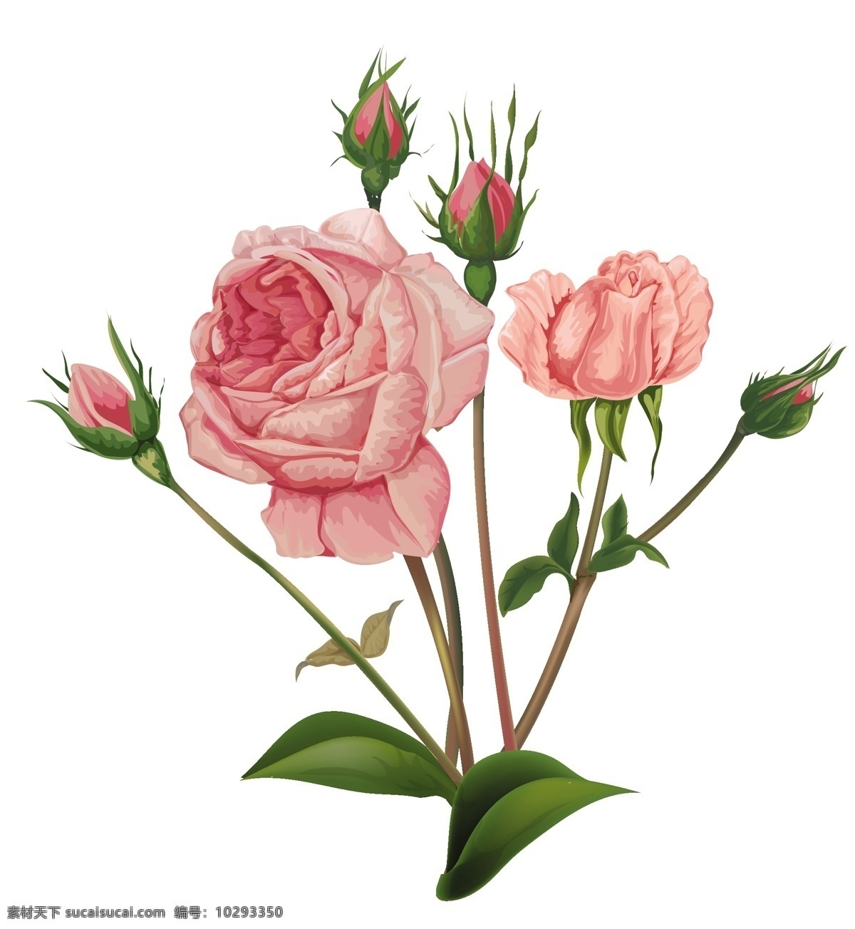 水彩玫瑰 花卉 水彩 自然 油漆 玫瑰 花园 鲜花 园艺