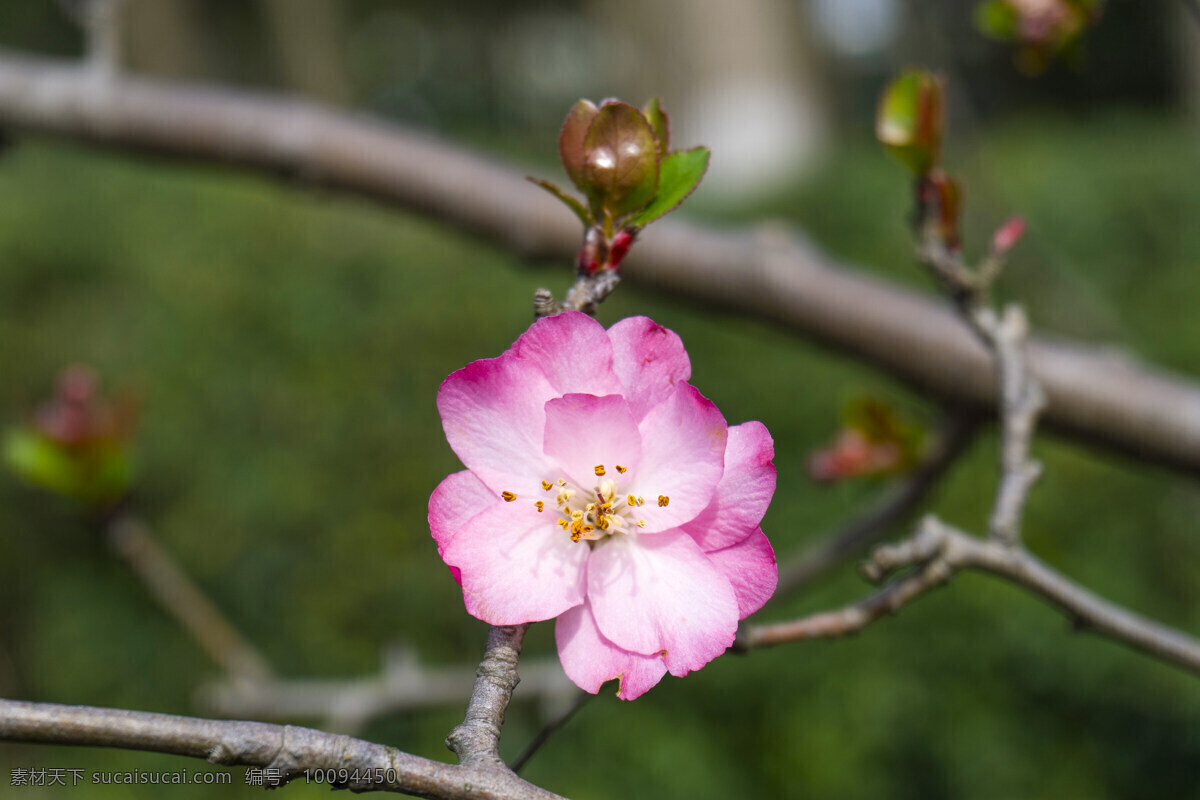 春天 公园 垂 丝 海棠 植物 花朵 粉色 垂丝海棠 海棠花 千库原创